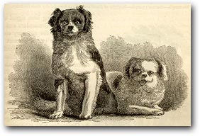 Dogs presented to Commodore Perry