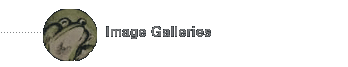 Image Galleries