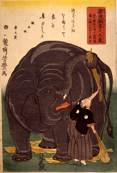 Y0155_Elephant