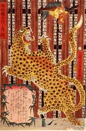 Y0153_Leopard